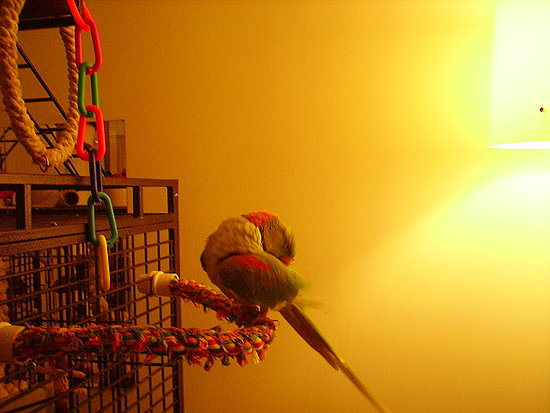Image Image